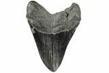 Fossil Megalodon Tooth - South Carolina #185217-1